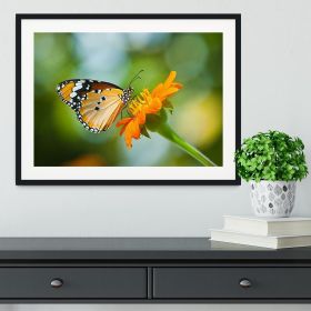 Orange butterfly on flower Thailand. Framed Print (Color: Black, size: 12" x 8" / 30cm x 20cm (approx))